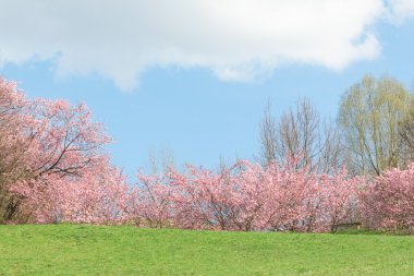 Bahar pembe çiçekli elma ağaçlarında çiçeklenme doğa sunshin