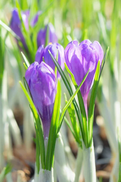 Az első tavaszi lila crocus virágok tavasszal virágzó — Stock Fotó