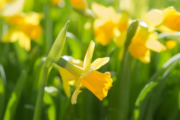 Narciso primavera flores amarelas na clareira luz do sol — Fotografia de Stock