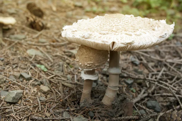 Macrolepiota procera — 图库照片