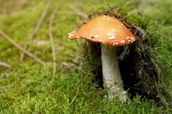 Amanita muscaria — Stock Photo, Image