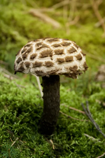 Strobilomyces strobilaceus — 图库照片