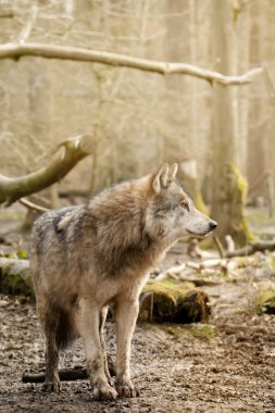Avrasya kurt (Canis lupus lupus)