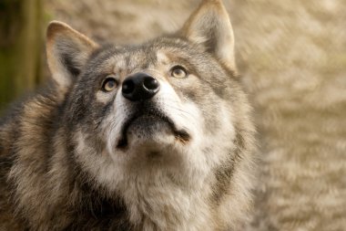 Avrasya kurt (Canis lupus lupus)