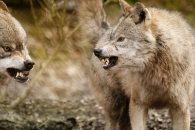 Fighting Eurasian Wolfs (Canis lupus lupus)