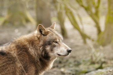 Avrasya kurt (Canis lupus lupus)