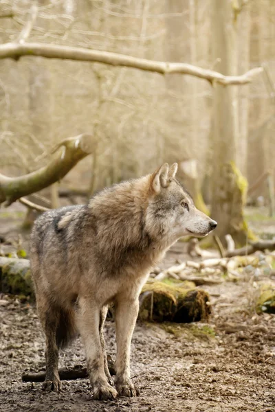 Lobo eurasiático (canis lupus lupus ) — Fotografia de Stock