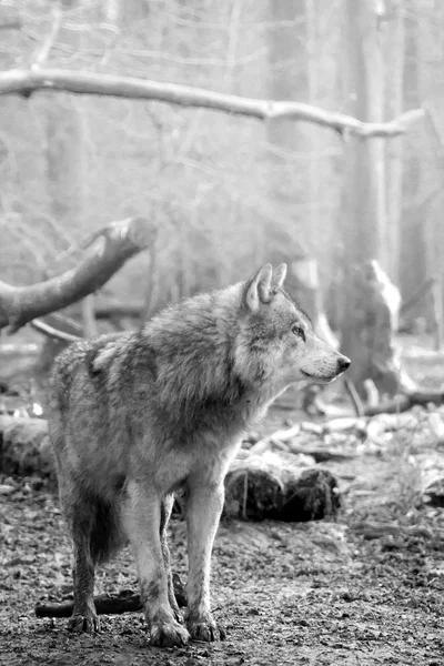 Lobo eurasiático (canis lupus lupus ) — Fotografia de Stock