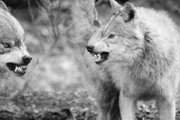 Fighting Eurasian Wolfs (Canis lupus lupus) — ストック写真