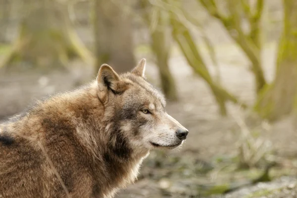 Lobo eurasiático (canis lupus lupus ) — Fotografia de Stock