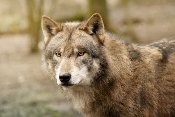 Lupo eurasiatico (canis lupus lupus ) — Foto Stock