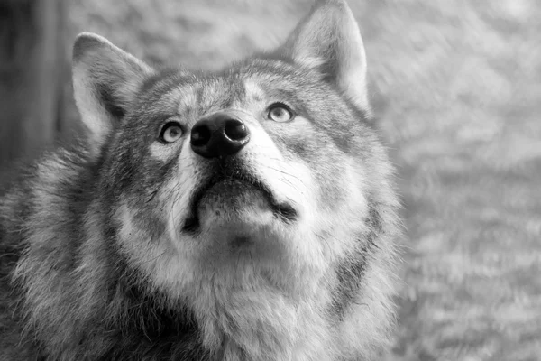 Vlk eurasijský (Canis lupus lupus) — Stock fotografie