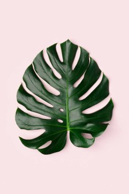 Açık pembe arkaplanda canavar yaprağı.