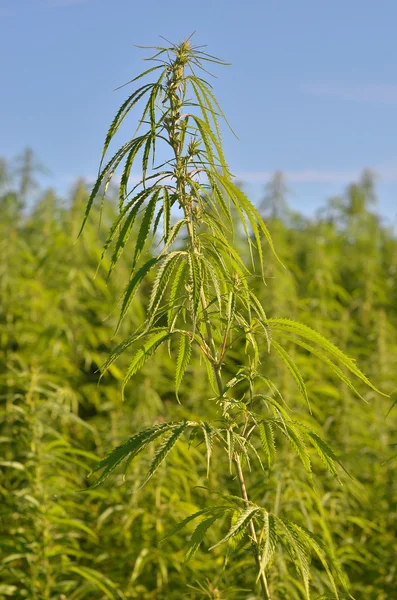 Green industrial hemp — Stock Photo, Image