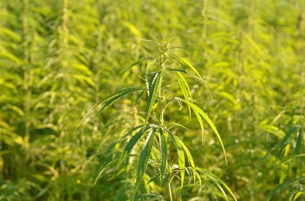 Green industrial hemp — Stock Photo, Image