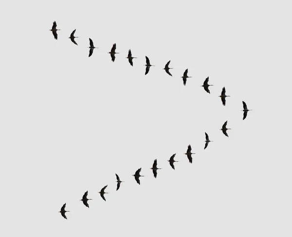 Flock of birds — Stock Photo, Image