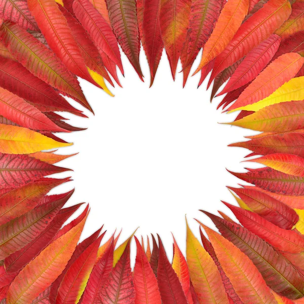 Cerchio di foglie colorate — Foto Stock