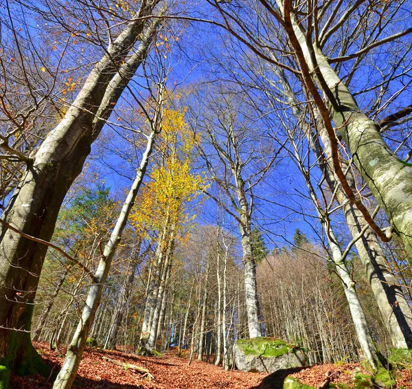 Herfst beukenbos — Stockfoto