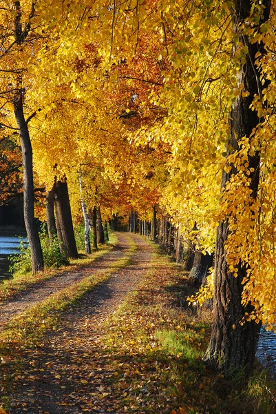 Herfst kleuren onder de blauwe hemel — Stockfoto