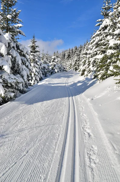 Pista fresca per lo sci di fondo — Foto Stock