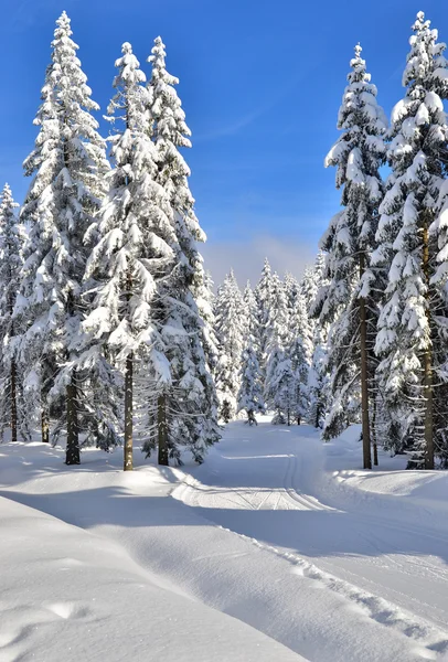 Färska spår för längdskidåkning — Stockfoto