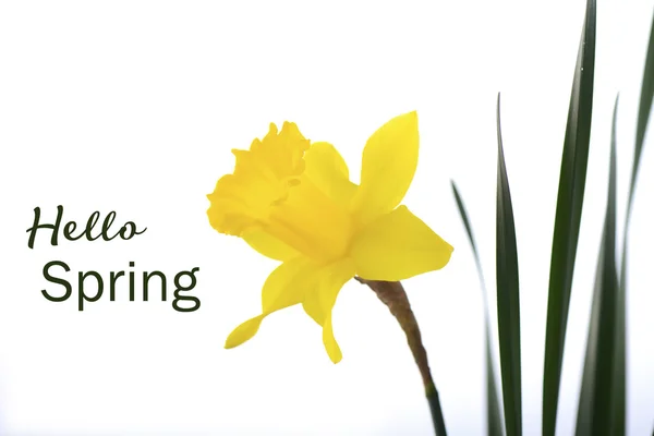 Springtime Yellow Daffodil. — Stock Photo, Image