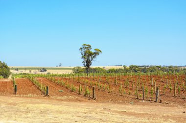 üzüm asmaları satırları