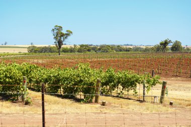 üzüm asmaları satırları