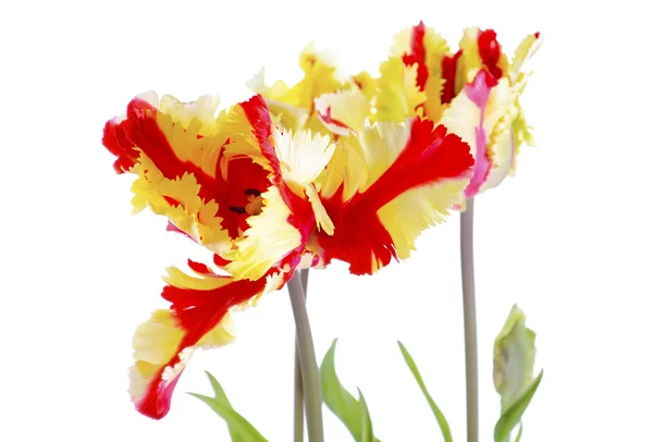 Papagaio Flamejante Tulipa Flores . — Fotografia de Stock