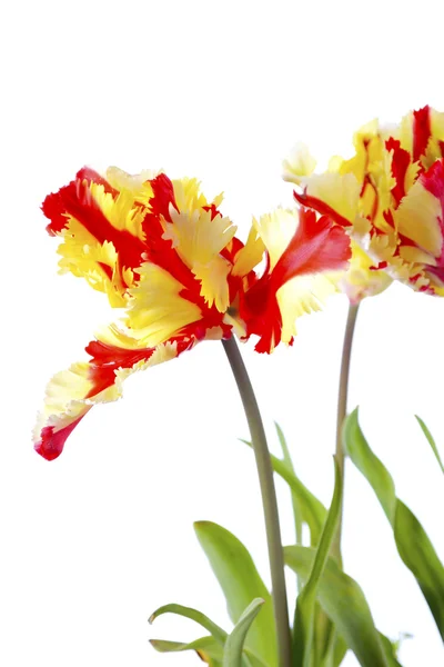 Hořící papoušek Tulip květiny. — Stock fotografie