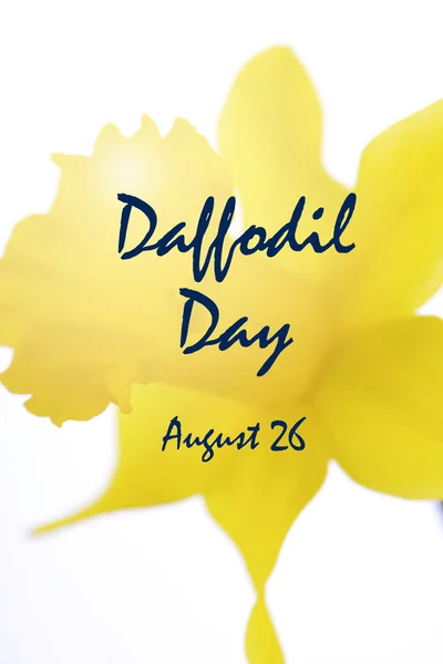 Dzień Daffodil powitanie — Zdjęcie stockowe