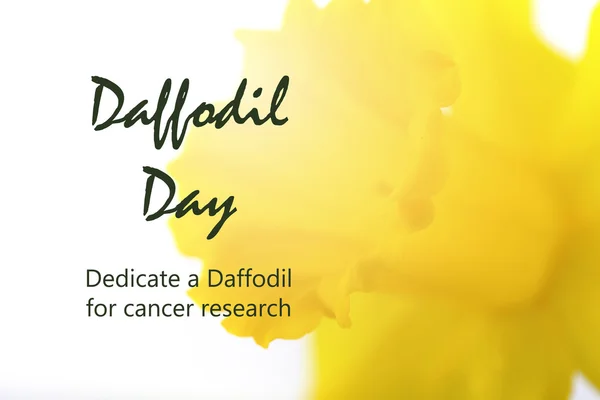 Dia do Daffodil Saudação — Fotografia de Stock