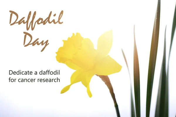 Dia do Daffodil Saudação — Fotografia de Stock