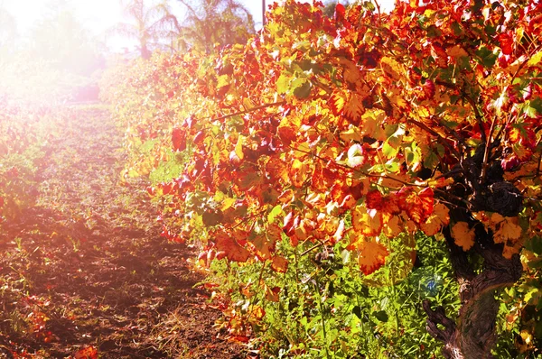 Ряди виноградної лози з осіннім листям на заході сонця — стокове фото