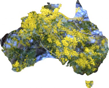 çiçek ağacında wattle ile Avustralya Haritası