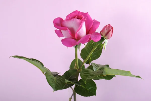 Pink Rose — Stock Photo, Image