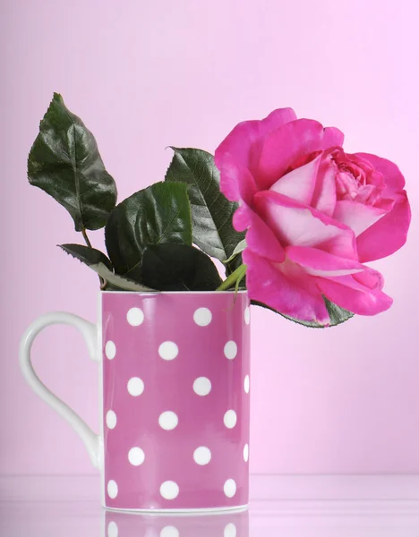 Beautiful pink rose gift in polka dot coffee cup — Stock Photo, Image