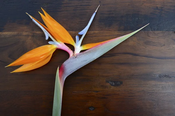 Bird of Paradise bloem op hout achtergrond. — Stockfoto