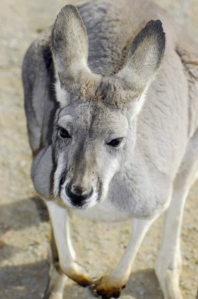 Canguro grigio occidentale australiano in ambiente naturale . — Foto Stock