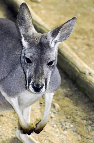 Canguro gris occidental australiano en entorno natural . —  Fotos de Stock