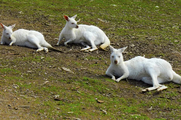 Canguros blancos Albino Australian Western Grey en el entorno natural —  Fotos de Stock