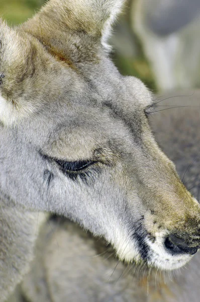 Kangourou gris occidental australien dans un cadre naturel . — Photo