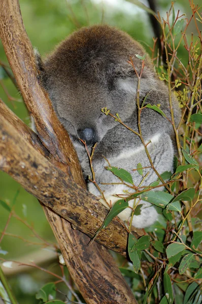 Joven australiano Koala —  Fotos de Stock