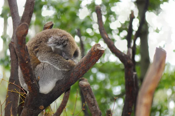 Jonge Australische Koala — Stockfoto