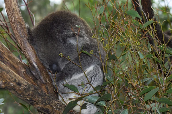Jovem coala australiana — Fotografia de Stock