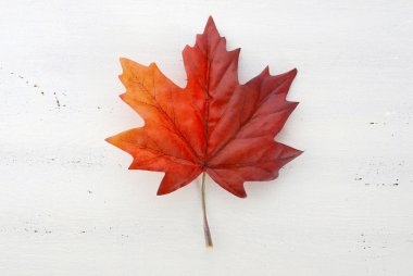 Mutlu Kanada günü kırmızı ipek akçaağaç yaprağı 