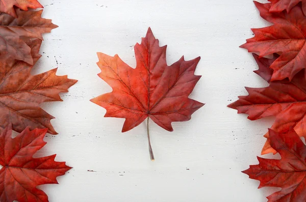 Happy Canada Day foglie di seta rossa a forma di bandiera canadese . Immagine Stock