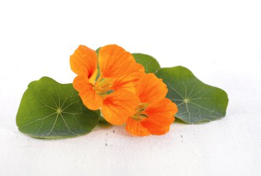 Small bouquet of edible nasturtium flowers 
