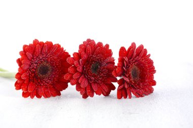 Bright red gerbera daisy flowers clipart
