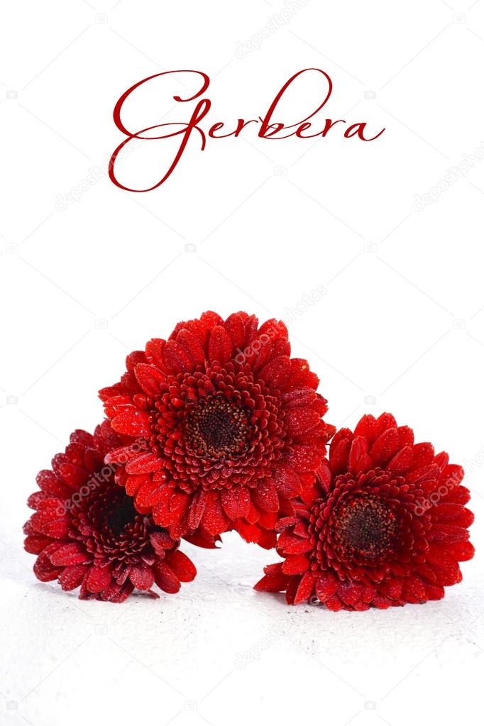 Bright red gerbera daisy flowers
